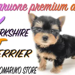 【 ヨーキー 】ボリューミーな漆黒の被毛、穏やかな性格を持ち合わせた男の子！