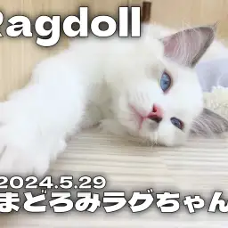 【 ラグドール成長ログ 】まどろむ姿が美しいラグちゃん！！