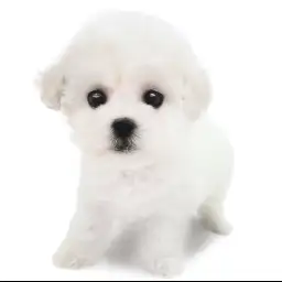 ビションフリーゼ