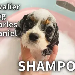 【トライキャバリア成長ログ】シャンプー祭り第3弾！トライキャバちゃん編