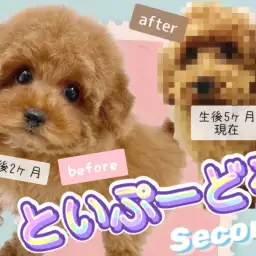 【 トイプードル 】素敵なレディへ成長!生後5ヶ月を迎えた天真爛漫アイドルわんこ