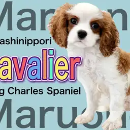 【 キャバリア 】弾ける明るさで皆を笑顔に!ブレンハイムの優しき貴公子