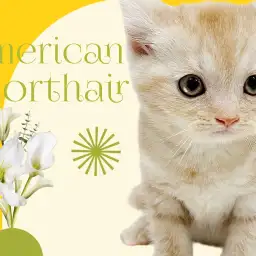 【 アメリカンショートヘア 】希少色カメオタビー！愛らしいルックスと懐っこさ満点