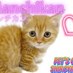 【 マンチカン 】 とっても甘えん坊な短足にゃんこ