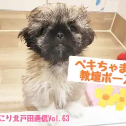 【ほっこり北通Vol.63】ペキニーズちゃんの教壇ポーズ!