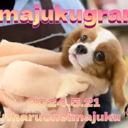 【 イマジュクグラム 】生後3ヶ月のキャバリアちゃま!シャンプータイムに密着!