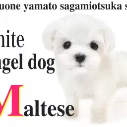【 マルチーズ 】純白の正統派美女降臨!小さな天使が貴方に幸せ運びます!