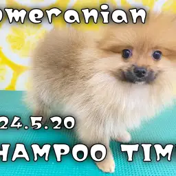 【 ポメラニアン成長ログ 】ビフォーアフターの差がすごいシャンプータイム!