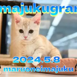 【 イマジュクグラム 】生後3ヶ月のクリームマンチカンちゃま最新動画を大公開！