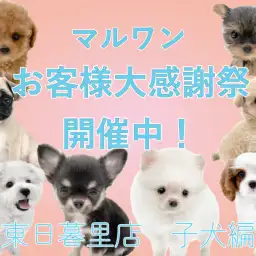 【 子犬紹介 】お客様大感謝祭開催中!東日暮里店に在店中の子犬全頭をご紹介!