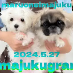 【 イマジュクグラム 】社交性ばっちりな生後5ヶ月の小さめマルチーズちゃま!