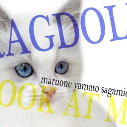 【 ラグドール 】青き瞳のクールビューティーな容姿とコミカルな動きと性格がイイ!