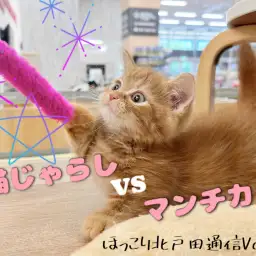 【 ほっこり北通vol.62 】届いてなくても気にしない!短足マンチカン参上!