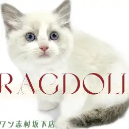 【 ラグドール 】丸顔美形ラグドールちゃん登場！甘々な性格に一目惚れ間違いなし！