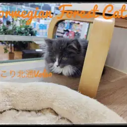 【 ほっこり北通Vol.60 】イケメンすぎるノル君♡