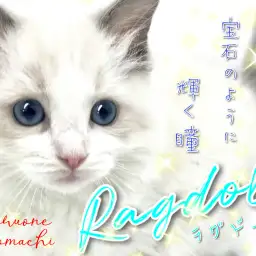 【 ラグドール 】ブルーサファイアの輝く瞳はまさに宝石！ぬいぐるみキャット！