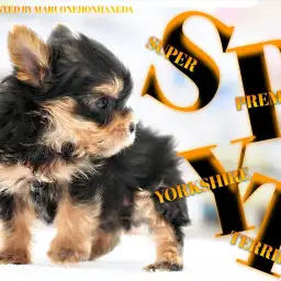 【 ヨークシャーテリア 】びっくり仰天の可愛さ!小さめのプレミアムヨーキーちゃん!