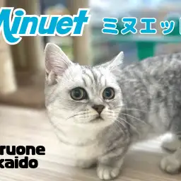 【 ミヌエット 】短足は成長しても健在!もうすぐ生後6ヵ月の甘えん坊な男の子!