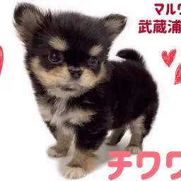 【 チワワ 】大人気ブラックタンカラーの女の子!待望のプレミアムパピーが登場!