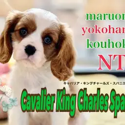 【 キャバリア 】人気の家庭犬No.1！上目遣いが可愛いむっちり姫