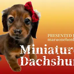 【 ミニチュアダックスフント 】灼熱の太陽に照らされた濃厚レッドのダックスちゃん!