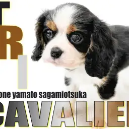 【キャバリア】むっちりとしたホワイトデー生まれのイケメン!トライカラーのプリンス