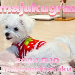 【 イマジュクグラム 】お散歩デビューのマルチーズちゃまとラグドールちゃま初対面