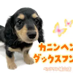 【 カニンヘンダックスフント 】愛され短足ボディ!天真爛漫なキュートガール登場