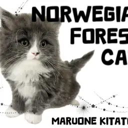 【 ノルウェージャンフォレストキャット 】必見!今後が楽しみなイケニャン登場!