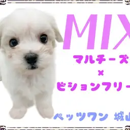 【 MIX 】 城山店初!とっても人懐っこいマルションちゃん降臨