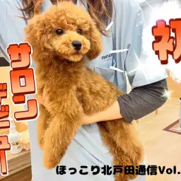 【 ほっこり北通Vol.66 】初サロンに挑戦のプーちゃん!