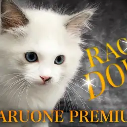 【 ラグドール 】両親共にICCチャンピオンの良血統！プレミアムラグドール！