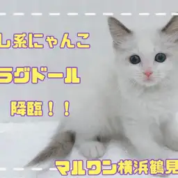 【ラグドール】温厚な猫ちゃん代表の癒し系、ラグドールちゃん降臨！