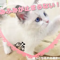 【 ほっこり北通Vol.67 】ふみふみモードのラグドールちゃん