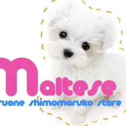 【 マルチーズ 】小さなパートナードッグ！永遠の幼さを約束された逸材現る。