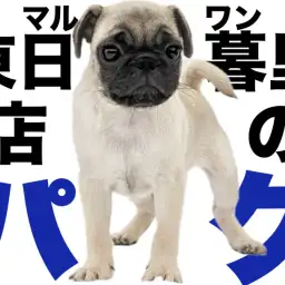 【 パグ 】生後2ヶ月半で現在約1.9kgのどっしり体型男子現る!