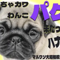 【 パグ 】ついに、コミカル担当がやって来た!気づいたらきっとあなたも笑顔に!