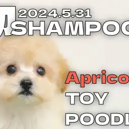 【 トイプードル成長ログ 】初シャンプーで更に可愛くなりました!!