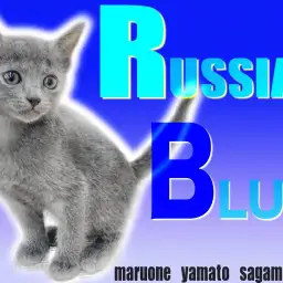 【 ロシアンブルー 】エメラルドグリーンの瞳を持つ甘えん坊な女の子!