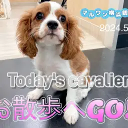 【 キャバリア 】本日のキャバちゃん!初めてのお散歩!