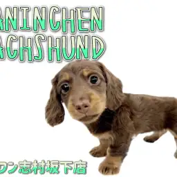 【 カニンヘンダックスフント 】凛としたお顔立ちが魅力的！レアカラーのお嬢様登場