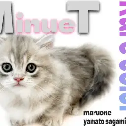 【 ミヌエット 】超レアカラー!ひな祭りに生まれた美形で甘えん坊な愛すべき短足猫