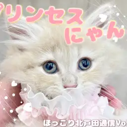 【 ほっこり北通Vol.58 】可愛さプリンセス級のサイベリアンちゃん!