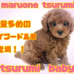 【 トイプードル 】リアルぬいぐるみ?!毛量多めのトイプードル君登場!