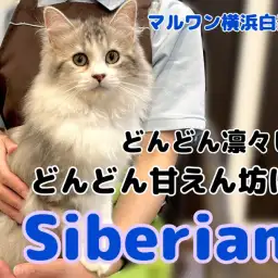 【 サイベリアン 】見た目と性格のギャップがたまらない!イケメンにゃんこ成長記録