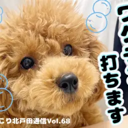 【 ほっこり北通Vol.68 】トイプーちゃんワクチン打ちます!