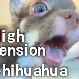 【 チワワ成長ログ 】スイッチ入ってハイテンションモード突入！！