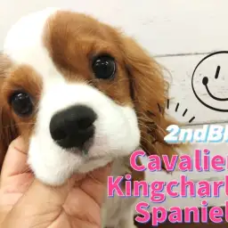 【 キャバリア 】生後5ヶ月を迎え可愛さ増し増し！心優しき甘ったれボーイに成長中