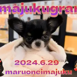 【 イマジュクグラム 】超温厚なプレミアムチワワちゃまのお手入れタイムに密着!