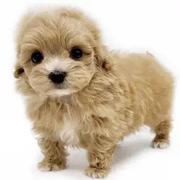 MIX（マルチーズ×トイプードル）